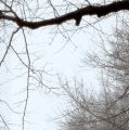 Хэрэглэгчийн аватар